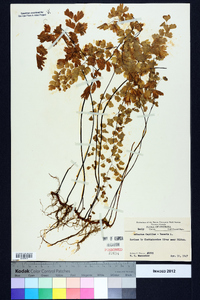 Adiantum capillus-veneris image