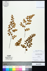 Adiantum capillus-veneris image