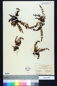 Asplenium bradleyi image