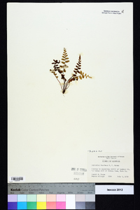 Asplenium bradleyi image