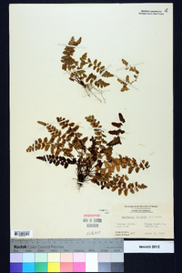 Asplenium bradleyi image