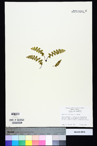 Asplenium bradleyi image