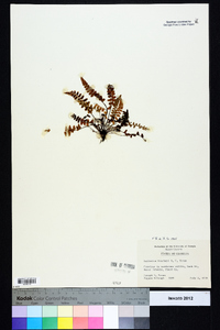 Asplenium bradleyi image