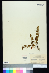 Asplenium bradleyi image