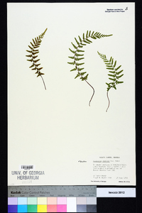 Asplenium bradleyi image