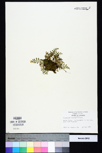 Asplenium montanum image