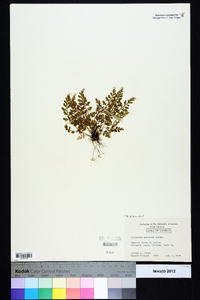 Asplenium montanum image