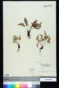 Asplenium montanum image