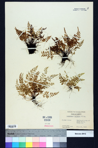 Asplenium montanum image