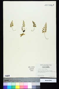 Asplenium montanum image