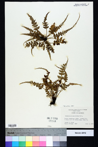 Asplenium pinnatifidum image