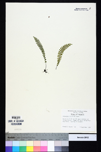 Asplenium resiliens image