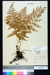 Athyrium filix-femina subsp. asplenioides image