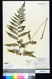 Athyrium filix-femina subsp. asplenioides image