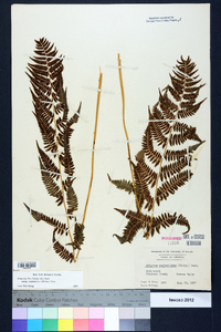 Athyrium filix-femina subsp. asplenioides image