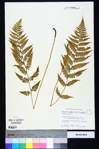 Athyrium filix-femina subsp. asplenioides image