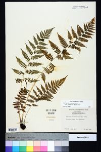 Athyrium filix-femina subsp. asplenioides image