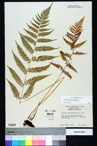 Athyrium filix-femina subsp. asplenioides image