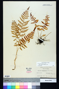 Athyrium filix-femina subsp. asplenioides image