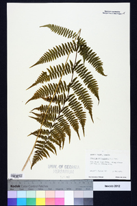 Athyrium filix-femina subsp. asplenioides image