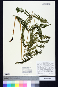 Athyrium filix-femina subsp. asplenioides image