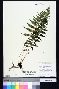 Athyrium filix-femina subsp. asplenioides image