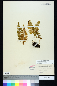 Athyrium filix-femina subsp. asplenioides image