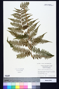 Athyrium filix-femina subsp. asplenioides image