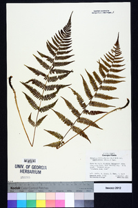 Athyrium filix-femina subsp. asplenioides image