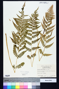 Athyrium filix-femina subsp. asplenioides image