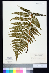 Athyrium filix-femina subsp. asplenioides image