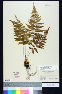 Athyrium filix-femina subsp. asplenioides image