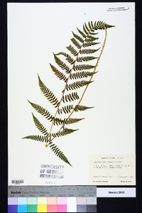 Athyrium filix-femina subsp. asplenioides image