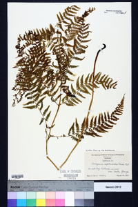 Athyrium filix-femina subsp. asplenioides image