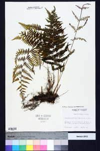 Athyrium filix-femina subsp. asplenioides image