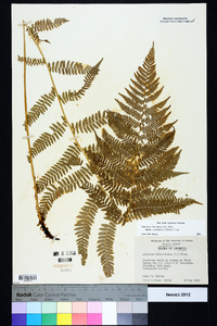 Athyrium filix-femina subsp. asplenioides image