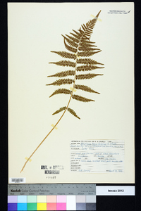 Athyrium filix-femina subsp. asplenioides image