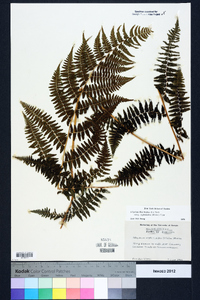 Athyrium filix-femina subsp. asplenioides image