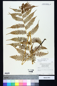 Athyrium filix-femina subsp. asplenioides image