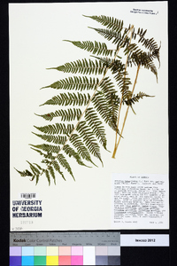 Athyrium filix-femina subsp. asplenioides image