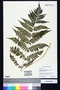 Athyrium filix-femina subsp. asplenioides image