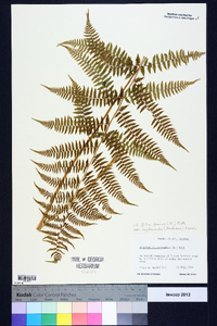 Athyrium filix-femina subsp. asplenioides image