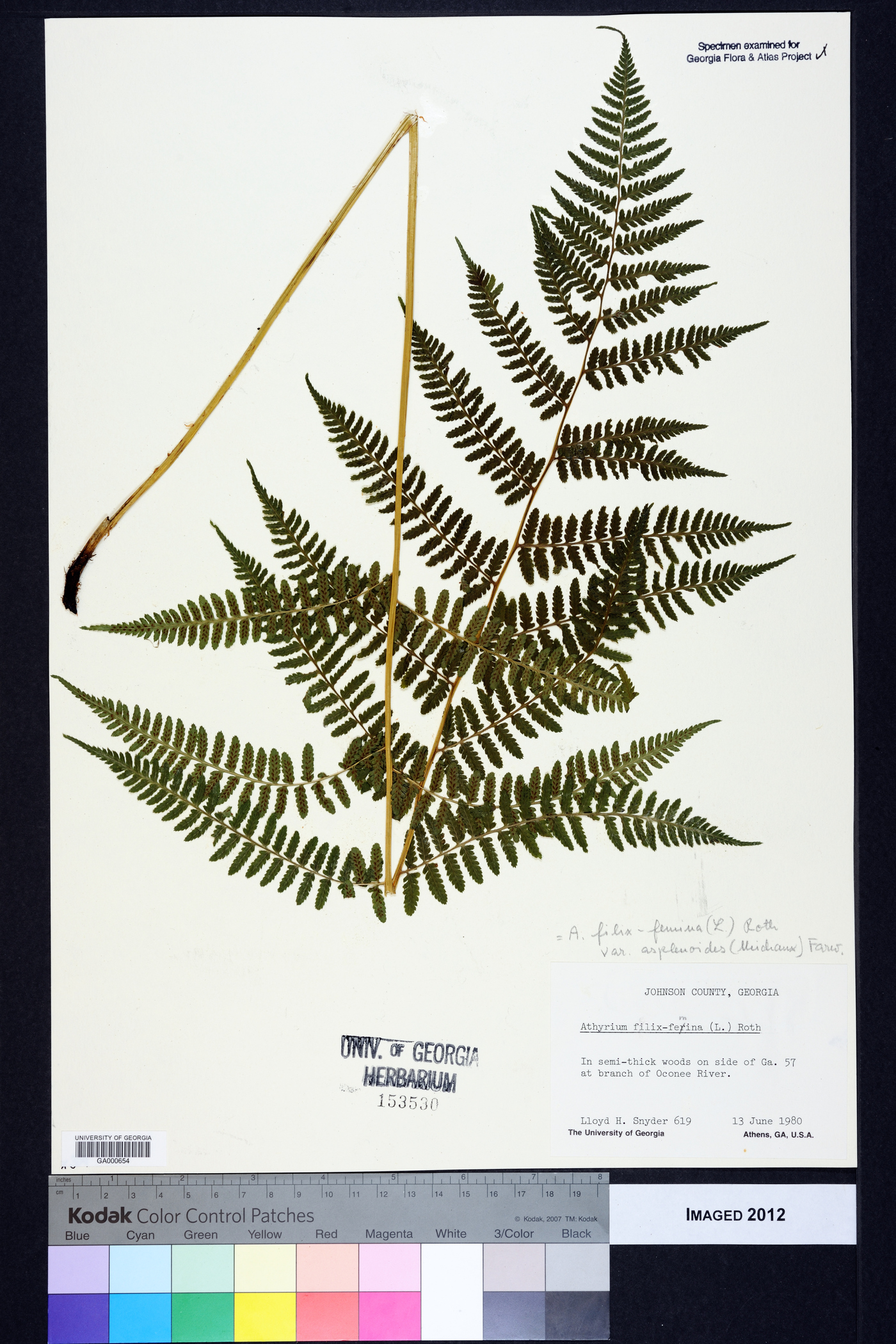Athyrium filix-femina subsp. asplenioides image
