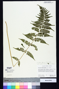 Athyrium filix-femina subsp. asplenioides image