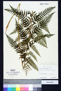 Athyrium filix-femina subsp. asplenioides image