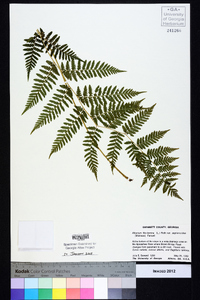 Athyrium filix-femina subsp. asplenioides image