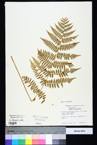 Athyrium filix-femina subsp. asplenioides image