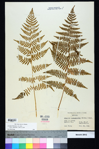 Athyrium filix-femina subsp. asplenioides image