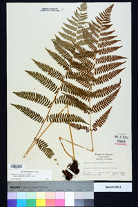 Athyrium filix-femina subsp. asplenioides image