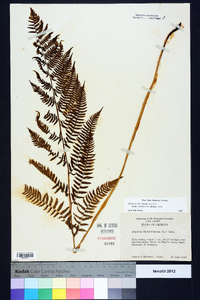 Athyrium filix-femina subsp. asplenioides image